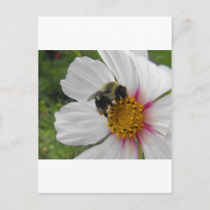 Glory Bee Briefkaart