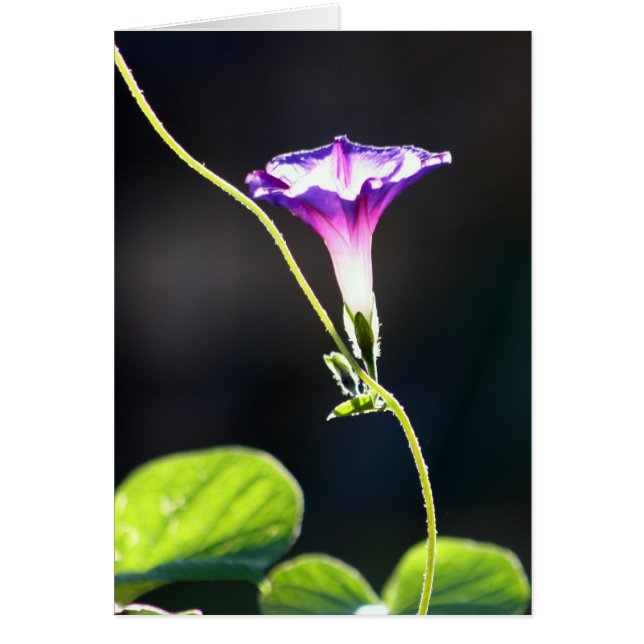 "Glory" Morning Glory fotografie (Voorkant)