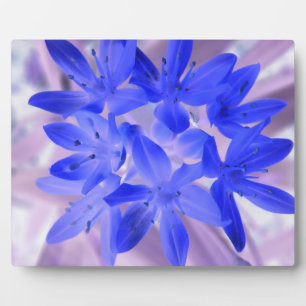 Glory van het sneeuwschokkende Blauwe Plaque Fotoplaat