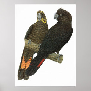Glossy Black Cockatkato Pair Poster