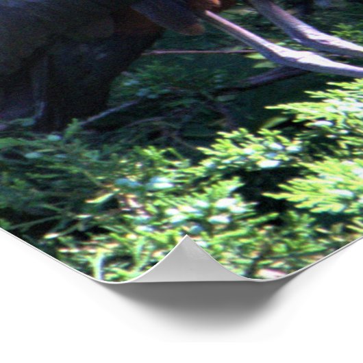 Glossy Ibis Poster (Hoek)