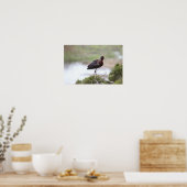 Glossy Ibis Poster (Keuken)