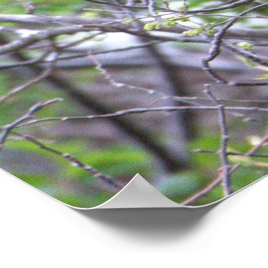 Glossy Ibis Poster (Hoek)