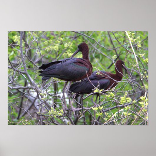 Glossy Ibis Poster (Voorkant)