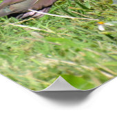 Glossy Ibis Poster (Hoek)