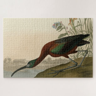 Glossy Ibis - van de Amerikaanse vogels van Audubo Legpuzzel