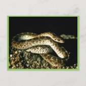 Glossy Snake Briefkaart (Voorkant)