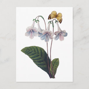 Gloxinia door Pierre Joseph Redoute Briefkaart