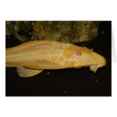 Glyptoperichthys gibbiceps (Voorkant Horizontaal)