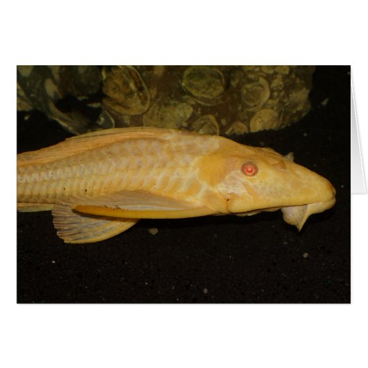 Glyptoperichthys gibbiceps (Devant horizontal)