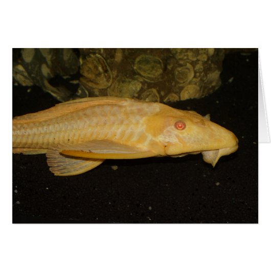 Glyptoperichthys gibbiceps (Devant Horizontal)