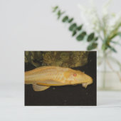 Glyptoperichthys gibbiceps briefkaart (Staand voorkant)