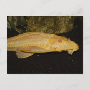 Glyptoperichthys gibbiceps briefkaart