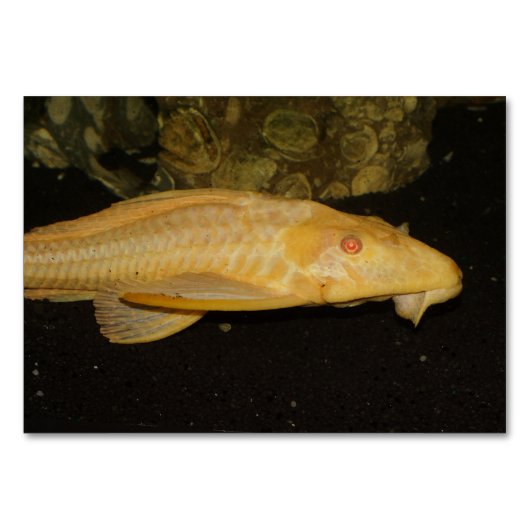 Glyptoperichthys gibbiceps kaart (Voorkant)