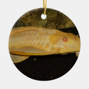 Glyptoperichthys gibbiceps keramisch ornament