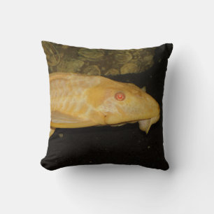 Glyptoperichthys gibbiceps kussen