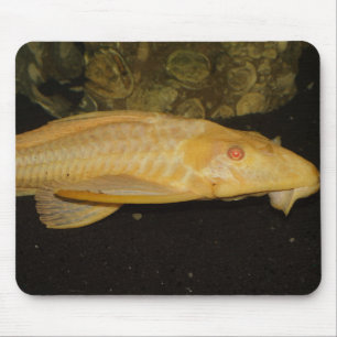 Glyptoperichthys gibbiceps muismat