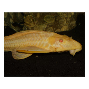 Glyptoperichthys gibbiceps perfect poster