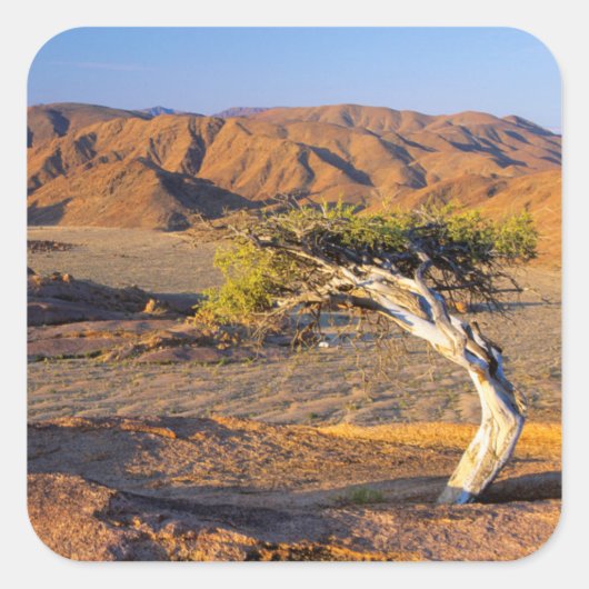 Gnarled Tree and Desert Lands (Richtersveld) Vierkante Sticker (Voorkant)