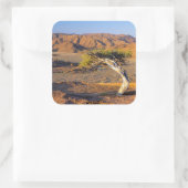 Gnarled Tree and Desert Lands (Richtersveld) Vierkante Sticker (Tas)