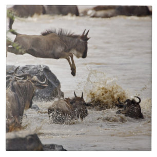 Gnu die de Mara-rivier induikt Tegeltje