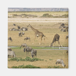 Gnu's, zebra's en giraffen magneet