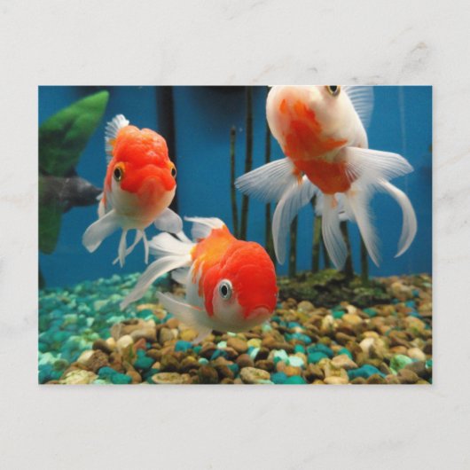 Go Fish Briefkaart (Voorkant)