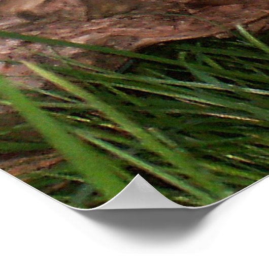 Goacat poster (Hoek)