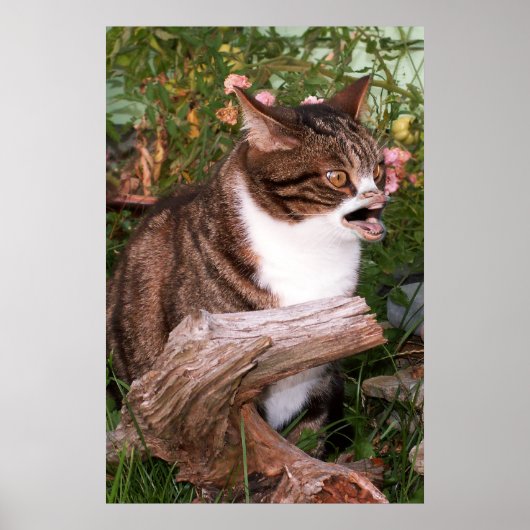 Goacat poster (Voorkant)