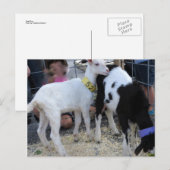 Goat Duo Briefkaart (Voorkant / Achterkant)