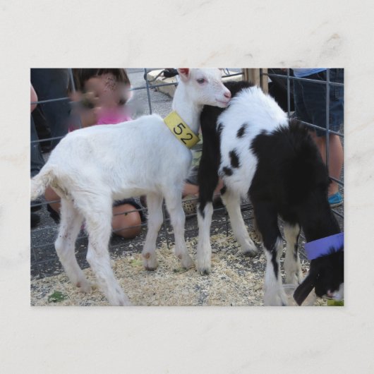 Goat Duo Briefkaart (Voorkant)
