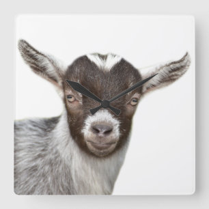 Goat farm animal fotografie peekaboo modern vierkante klok