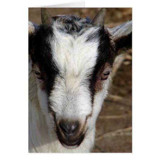 Goat Kid (Devant)
