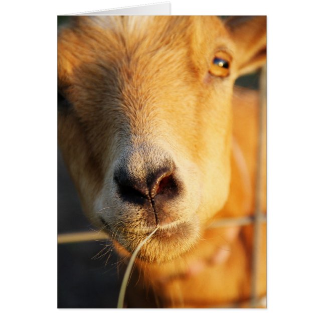 Goat Kisses (Voorkant)