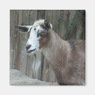Goat Magnet Magneet