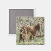 Goat Magnet Magneet (Voorkant / Achterkant)