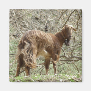 Goat Magnet Magneet