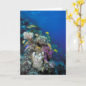 Goatfish Swarm Around Small Coral Kaart (Gele Bloem)