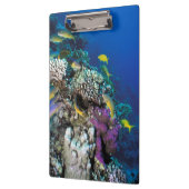 Goatfish Swarm Around Small Coral Klembord (Links)