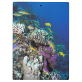 Goatfish Swarm Around Small Coral Klembord (Achterkant)