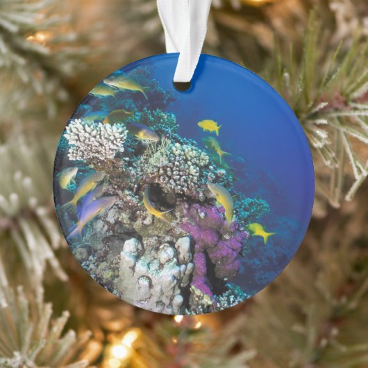 Goatfish Swarm Around Small Coral Ornament (Boom)