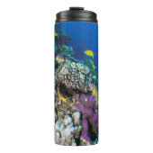 Goatfish Swarm Around Small Coral Thermosbeker (Voorkant)