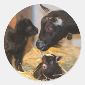 Goaties Ronde Sticker