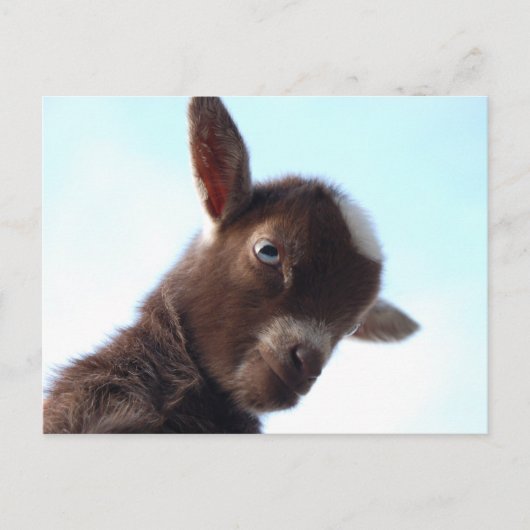 Goatzilla Briefkaart (Voorkant)