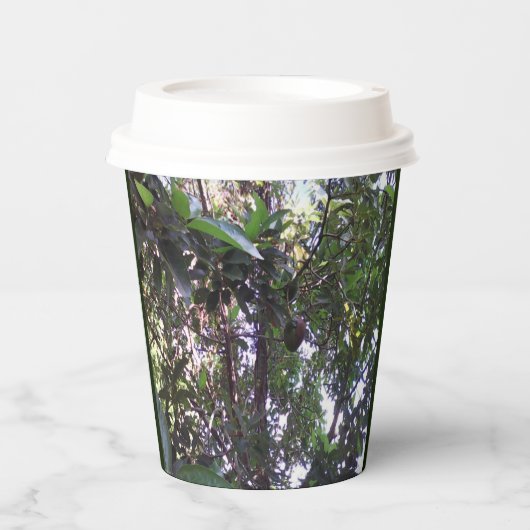Gobelets En Papier Arbre Avocado (Recto)