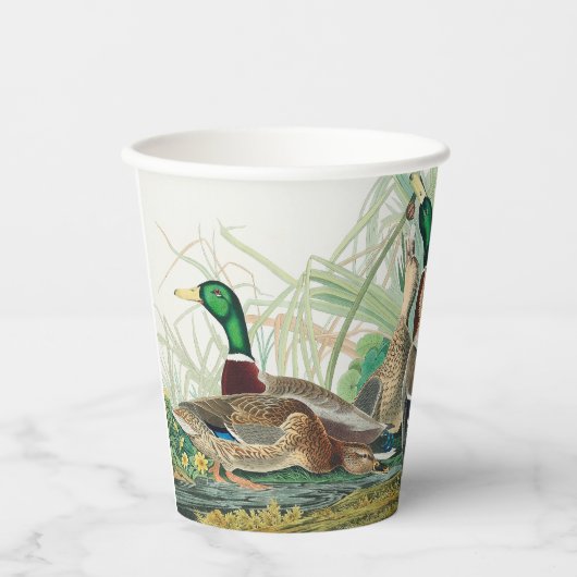 Gobelets En Papier Canard colvert des oiseaux d'Amérique (Audubon)  (Recto)
