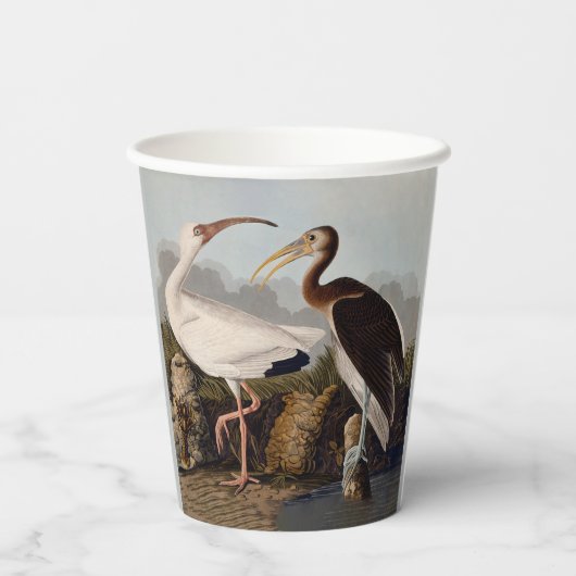 Gobelets En Papier John James Audubon White Ibis Bird Print Classic (Verso)