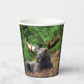 Gobelets en papier Moose (Recto)