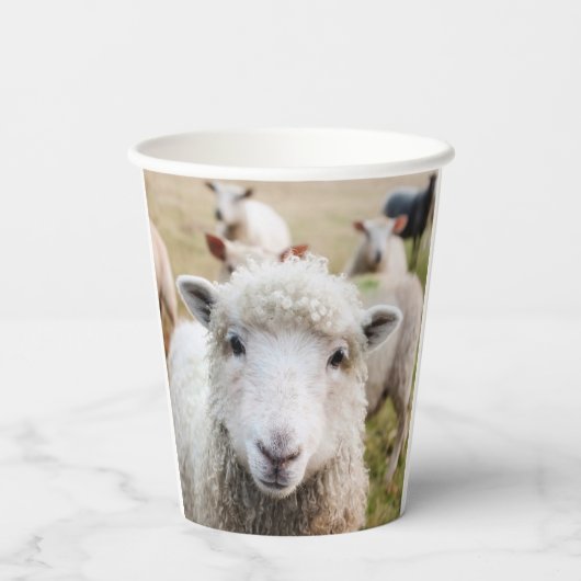 Gobelets En Papier Mouton (Verso)