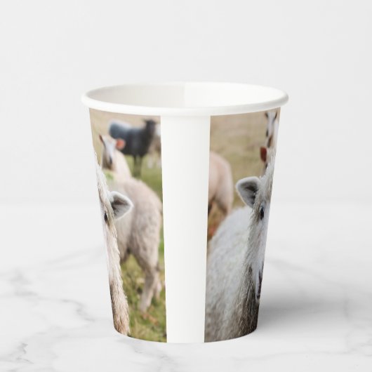 Gobelets En Papier Mouton (Gauche)